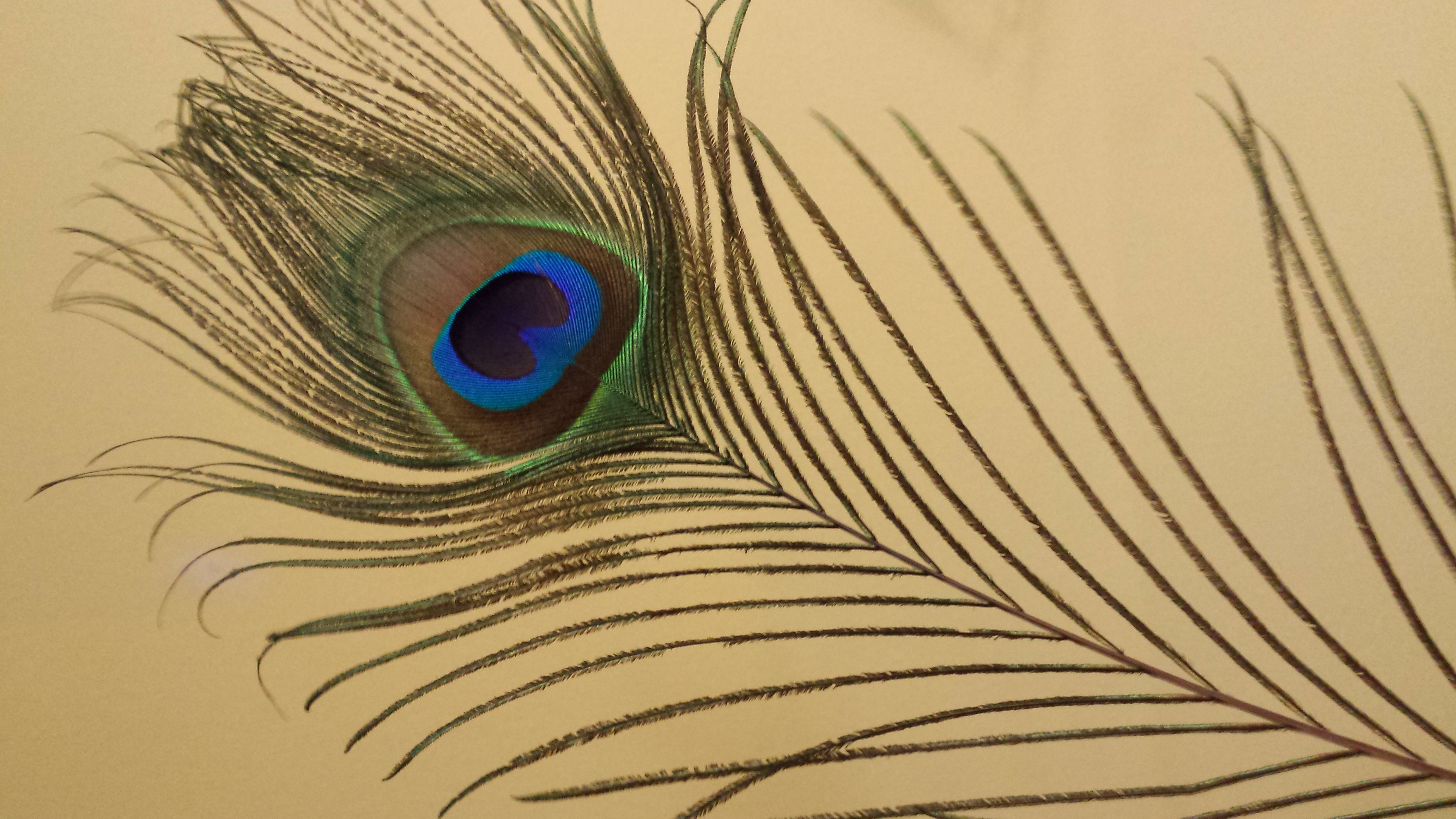 Keep Your Eye On the Feather